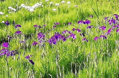 白と紫、こちらは混じってない・・・菖蒲園色とりどり  (佐倉城址公園)     2021年6月1日