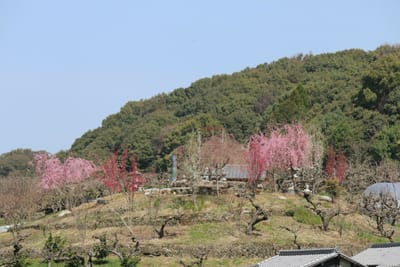 桜美林屋敷