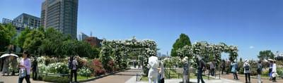 　🌹　山下公園「未来のバラ園」　綺麗すぎて最高更新！　咲き溢れる圧巻のバラ景色に癒されました！