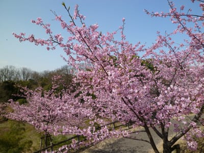 三好公園、河津桜８分咲きになりました