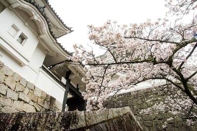 伊賀上野城（三重県）の桜2023_05