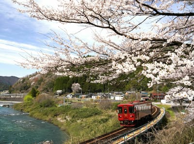 長良川鉄道の桜風景（４）