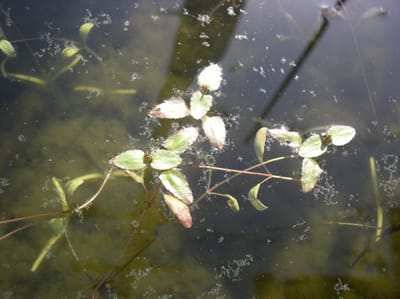 メダカ池の日本の固有種スイレン羊草とヒシモドキ