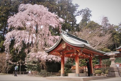 塩竈神社の塩竈桜は未だつぼみでした。ソメイヨシノは満開です。