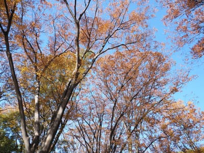 白川公園の秋模様１