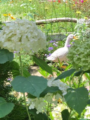 紫陽花越しの「みにくいアヒルの子」の庭