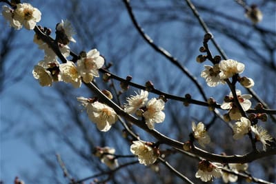 横浜で"梅の花見"が楽しめる、保土ケ谷公園 "梅林" 散歩