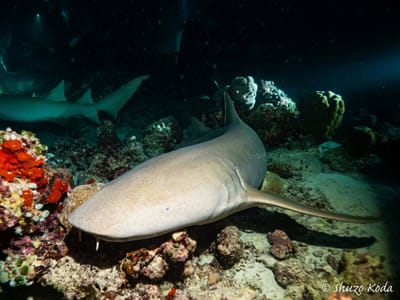 モルジブのNurse shark 2