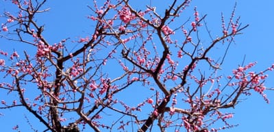 3月3日大阪天満宮のウメの花