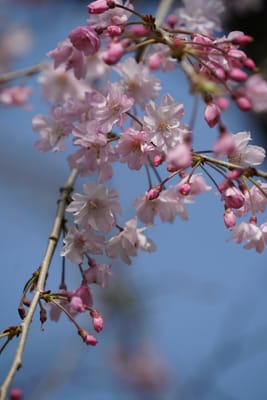 枝垂桜（しだれざくら）
