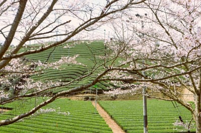 満開の桜と宇治の茶畑