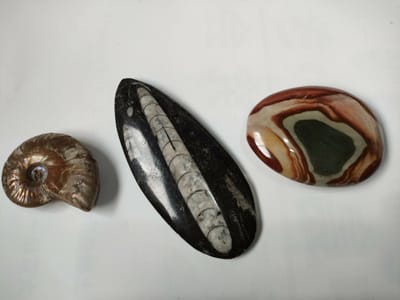 化石と石