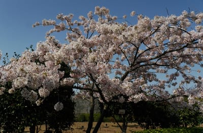 日比谷花壇大船フラワーセンターの早咲きの桜「玉縄桜」