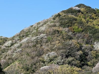 春の西伊豆松崎の海岸・・青空が稜線をくっきりと桜木もちらほらと