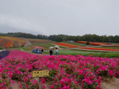 美瑛四季彩の丘３　　(北海道5つの乗り物遊覧ツアー３日目)　　2023年９月28日