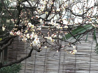 梅の花