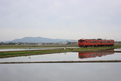 2021富山の鉄道春景色 JR城端線沿線水田の水鏡