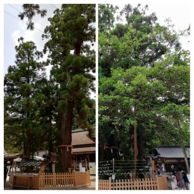②ー１    巳の神杉　　　  大神神社 (乗り物と緑が美しい寺社巡りツアー３日目)     2022年6月19日