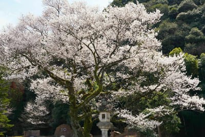 早咲き一本桜「鵜飼桜」
