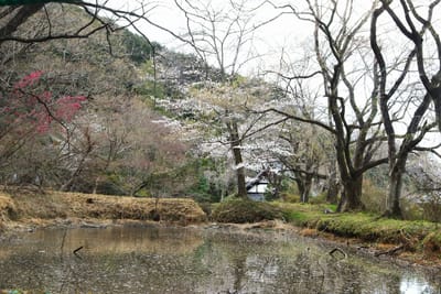 池畔の桜