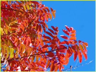 公48　　　　　　(609)櫨の木の紅葉