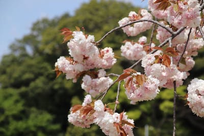 あけぼの山農業公園2～八重桜