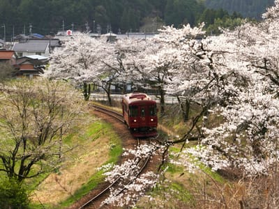 長良川鉄道の桜風景（２）