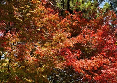 横浜市内の紅葉狩りスポット < 日本庭園「三溪園」>