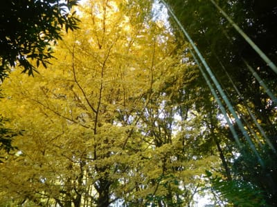 立川の紅葉　日本庭園で