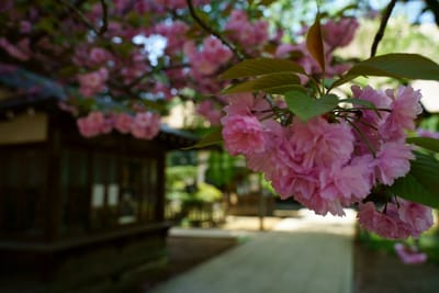 茂林寺の八重桜