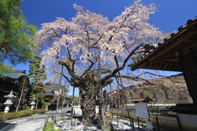 飯田市 阿弥陀寺の枝垂れ桜 400年