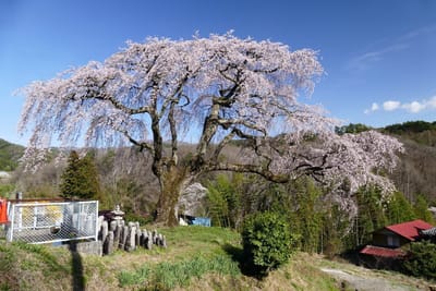 豊丘村 笹見平の枝垂れ桜 400年