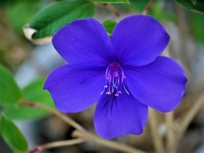 　　　　　🌼 　我が家の花壇　🌼 　紫紺野 牡丹