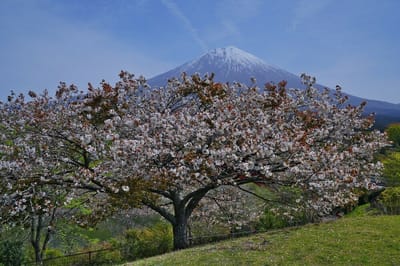 2023.4.14富士桜自然墓地公園にて
