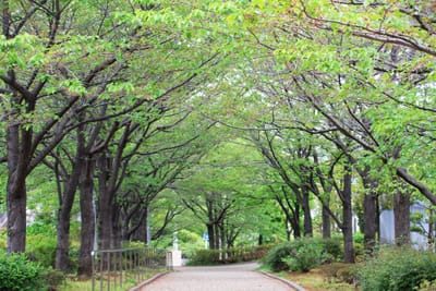 葉桜の並木道