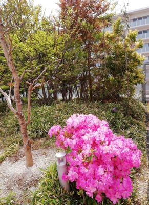 庭園のツツジ　　　　福岡市科学館屋上庭園～遺跡資料(博多駅地下通路)～コンホートホテルへ   ４月８日 