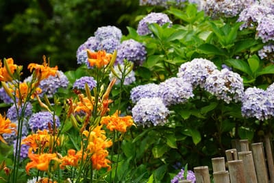 ヤブカンゾウと紫陽花