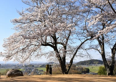 甘樫丘の桜