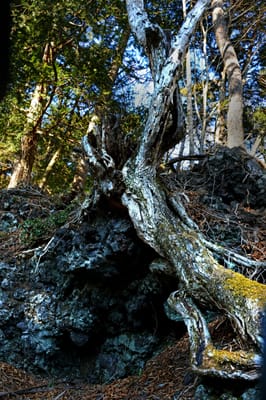 樹海の古木
