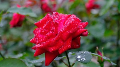 雨上がり･･･紫陽花も良いけど、薔薇もね！いつもの公園（相模原北公園）