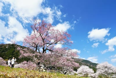 霞間ヶ渓の桜（２）
