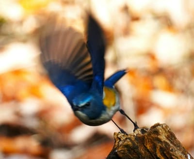 幸せの青い鳥：ルリビタキ