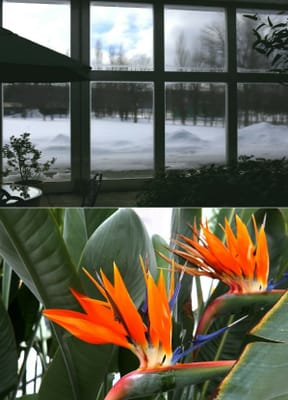 外は真冬の温室の中には熱帯の花
