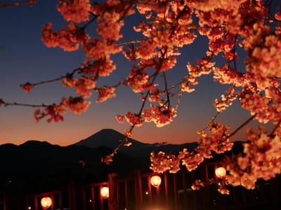 “富士山(夜景)”と、“河津桜(ﾗｲﾄｱｯﾌﾟ)”とのコラボ