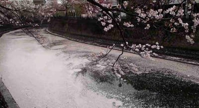 桜散る🌸花筏