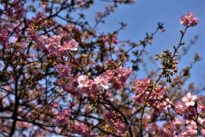例年より遅く咲いた桜