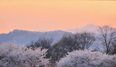 桜と夕陽のファンタジー