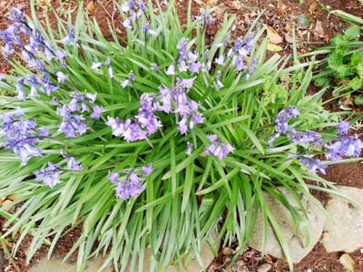 可憐な紫の花　　　　花の観音寺   ３月28日、４月３日