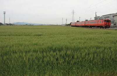 2021富山の鉄道春景色 JR城端線沿線まだ青い麦畑