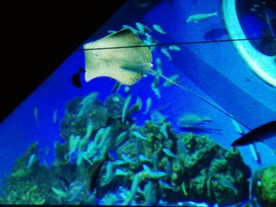 「上から見るエイ」 かりゆし水族館②ー５ 「慶良間諸島巡りツアー２日目」   2023年１月28日